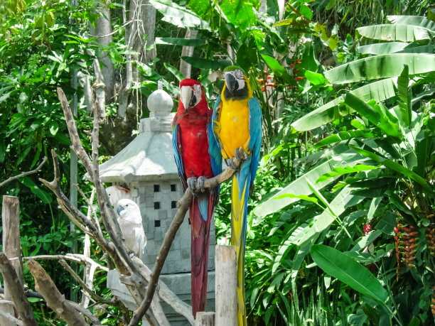 大鹦鹉，一种南部热带鸟类图片下载
