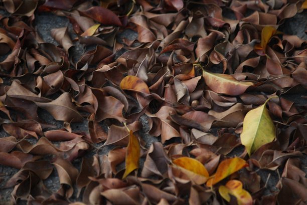 地上躺着枯叶图片下载