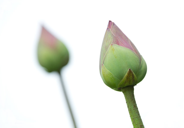 白色背景上的莲花。图片下载