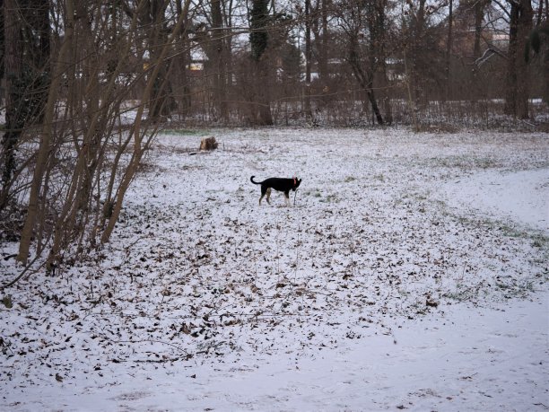 狗在雪地里搜寻图片下载