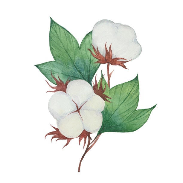 带花的棉枝图片下载