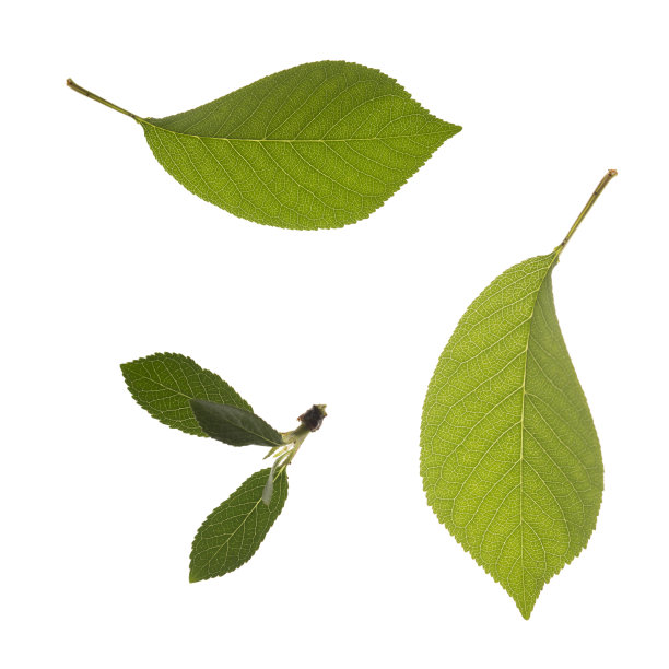 新鲜樱桃树叶图片下载