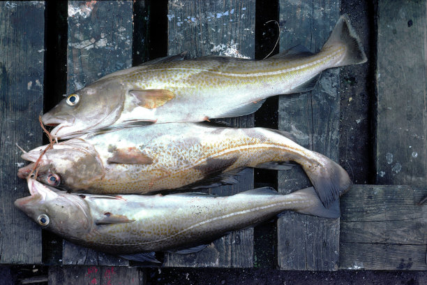 木盘子上的鱼图片下载