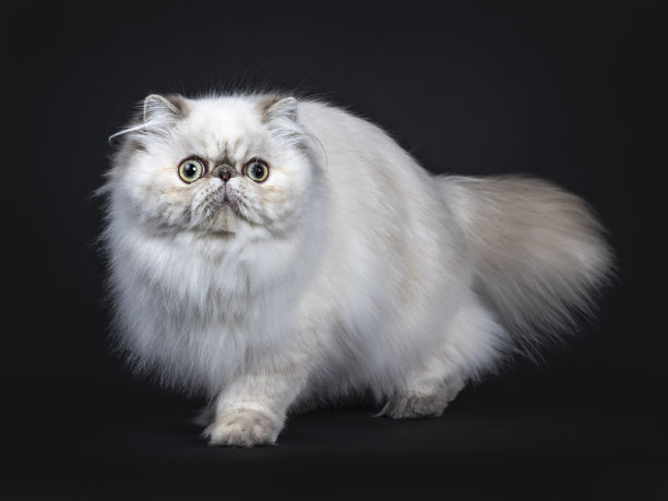 可爱的毛茸茸的斑点波斯猫/小猫站着，走着。用又大又圆的眼睛看着相机旁边。孤立在黑色背景上图片下载