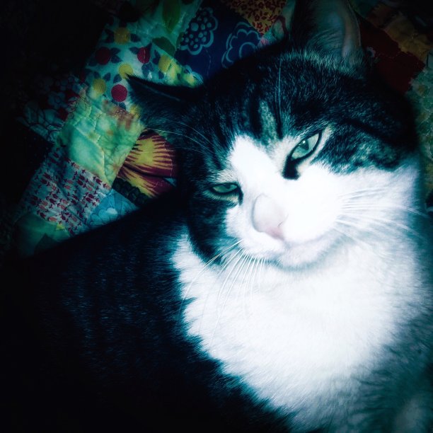 祖母绿的眼睛图片下载