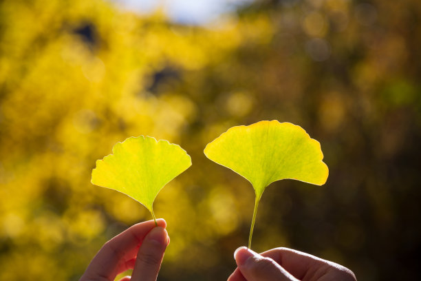 手里拿着银杏叶图片下载