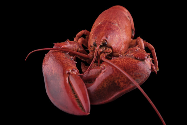 鲜嫩的红龙虾和新鲜的欧芹沙拉在黑色的背景上煮熟。图片下载