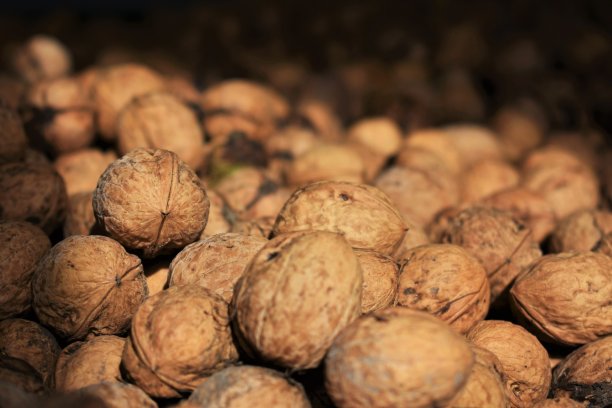 核桃的壳图片下载