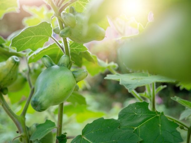 乳头果，乳头果，牛的乳房，索多玛苹果，绿色乳头果图片下载