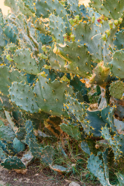 仙人掌(仙人掌)在花园里图片下载