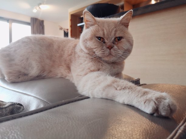 一只英国纯种短毛猫躺在棕色的皮沙发上休息图片下载