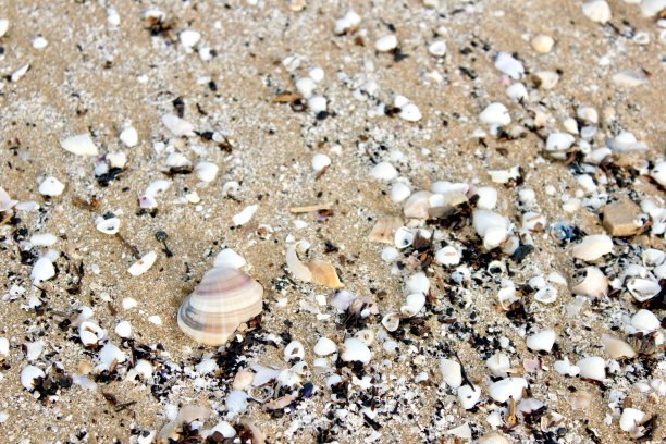 奥利瓦贝壳图片下载