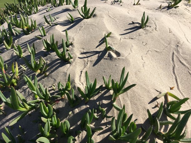 纹理的沙丘图片下载