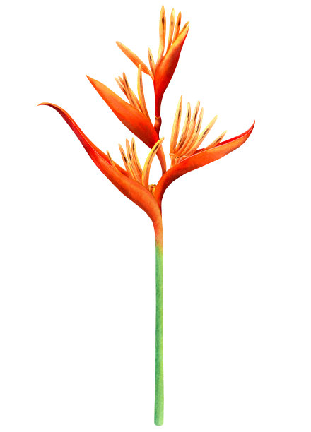 水彩画天堂鸟盛开的花孤立在白色的背景。手绘插图热带异国色彩斑斓的花朵为墙纸夏季夏威夷风格图案。剪切路径。图片下载