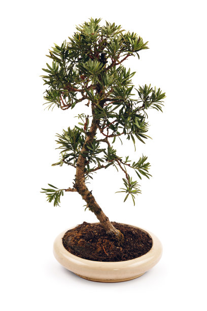 盆景树在花盆里图片下载