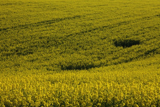 风景如画的种植园像壁纸图片下载