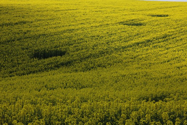 风景如画的种植园像壁纸图片下载