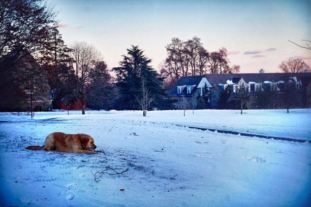 黄昏时分，一只金毛猎犬拿着一根棍子站在白雪覆盖的田野上图片下载
