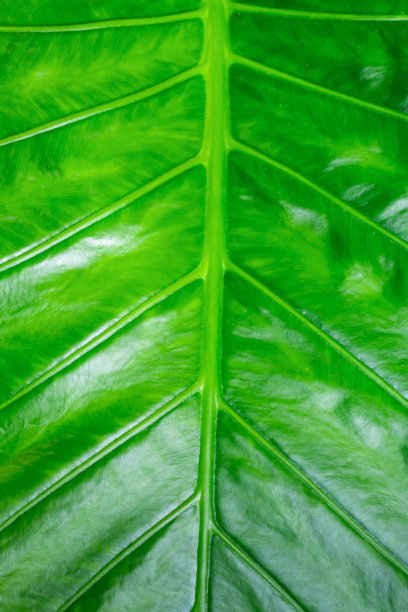 背景绿色明亮阳光底座设计垂直纹理生态基质设计香蕉叶图片下载