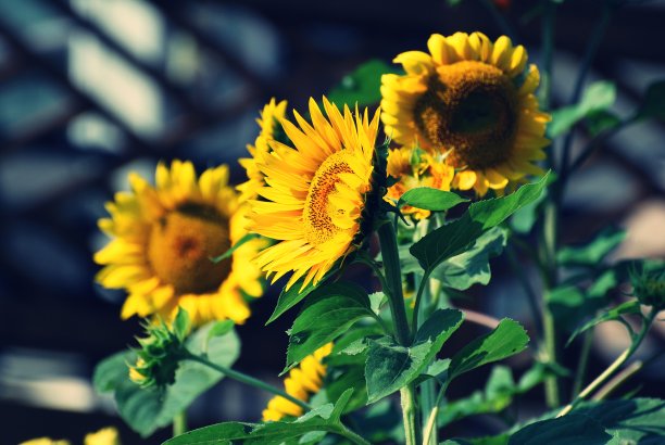 三大向日葵图片下载