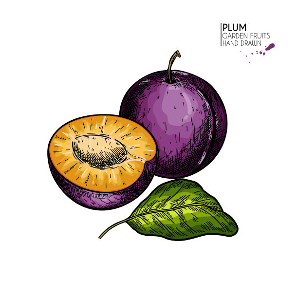 手绘梅花，半叶半叶。向量雕刻插图。多汁的天然水果。食品健康的成分。用于烹调、化妆品包装设计、药草、治疗、保健。图片下载