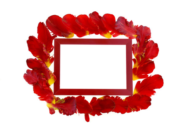 花框架。花卡。红色框架和明亮的红色郁金香花瓣孤立在白色的背景。母亲的一天。妇女节。俯视图，复制空间。图片下载
