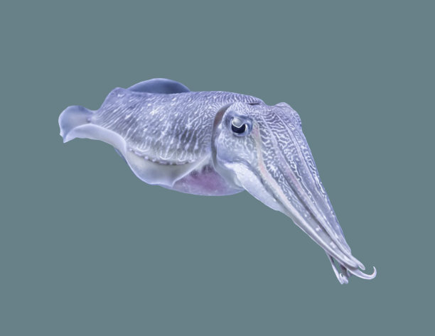 孤立背景下的海乌贼图片下载