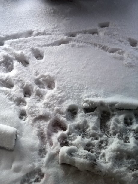 雪地上的足迹图片下载
