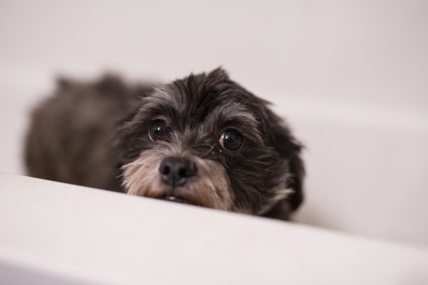 准备洗澡图片下载