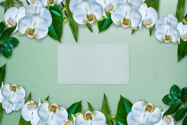 兰花芽的组成图片下载