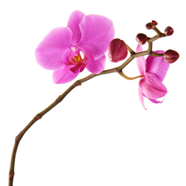 兰花花在孤立的长凳上白色。图片下载