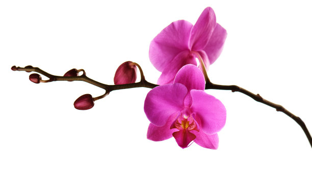 兰花花在孤立的长凳上白色。图片下载