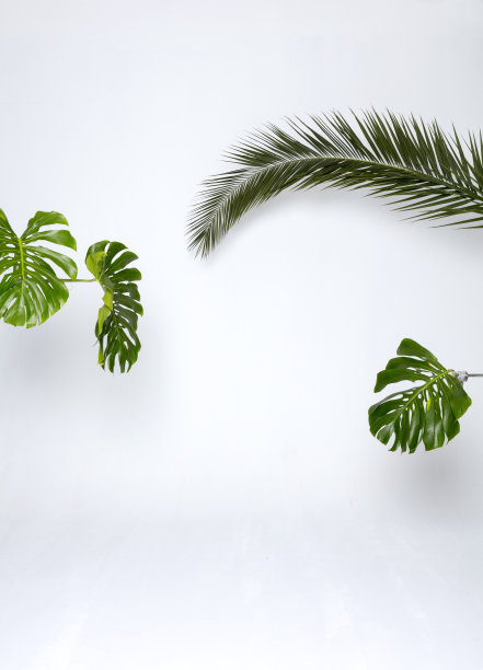 白色背景上的绿色热带树叶图片下载