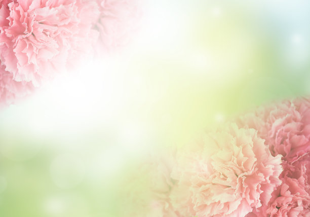 康乃馨图片下载