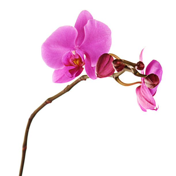 兰花花在孤立的长凳上白色。图片下载