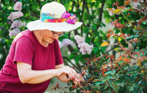年长妇女在花园里工作与植物。爱好和休闲图片下载