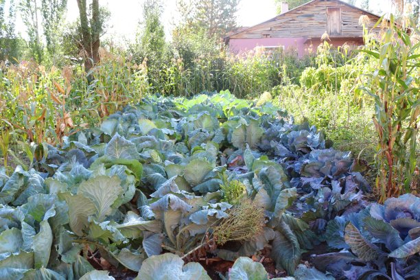 卷心菜图片下载