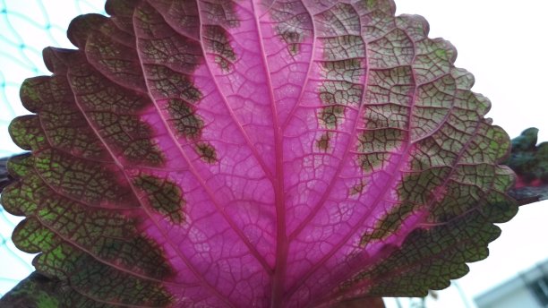 五颜六色的树叶图片下载