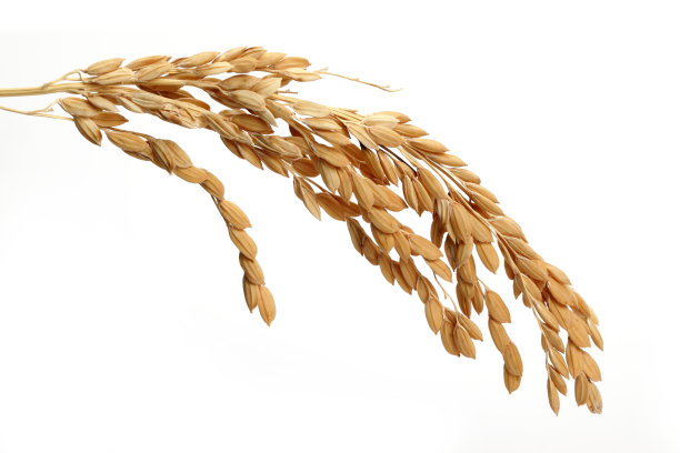 一串稻穗图片下载