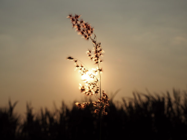 特写玫瑰生草剪影与美丽的橙色黄昏日落。选择的重点。图片下载