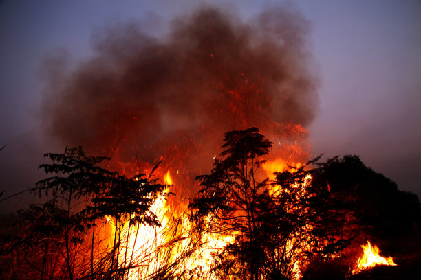 夜间森林火灾图片下载