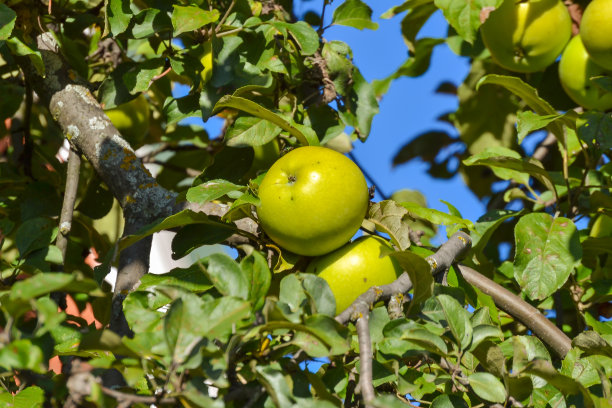 微景照片与装饰背景美丽的年轻果实在树枝上的苹果树植物在园艺和农业作为打印，广告，海报，装饰，室内装饰的来源图片下载