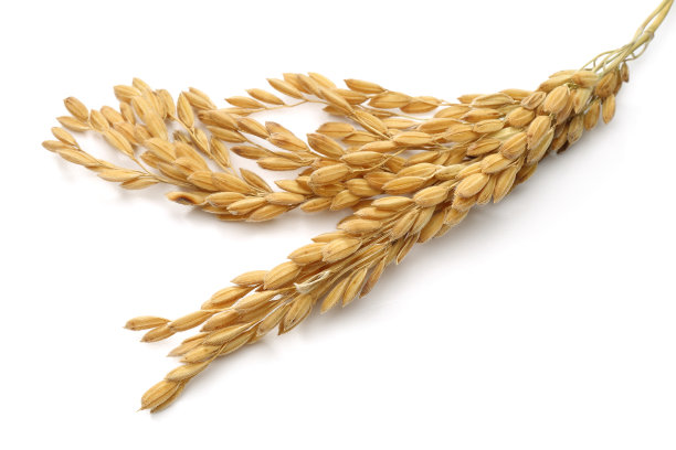 一串稻穗图片下载