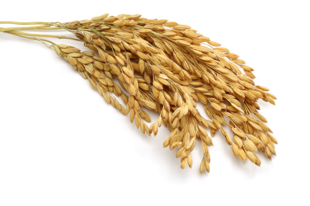 一串稻穗图片下载