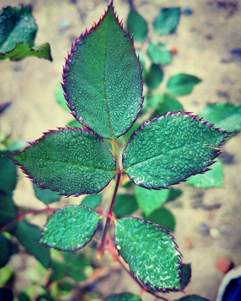 美丽的玫瑰树叶图片下载