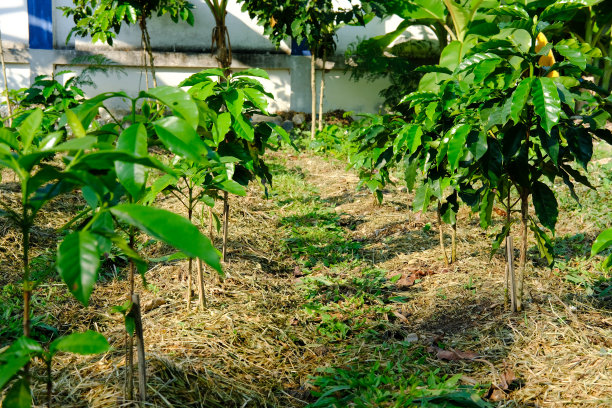 农场里的阿拉比卡咖啡树种植园图片下载
