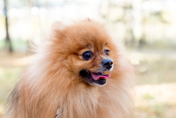 可爱友好的狗在秋天的公园散步图片下载