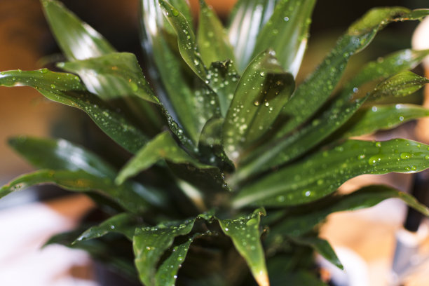 棕榈在锅里，溅着水珠。图片下载