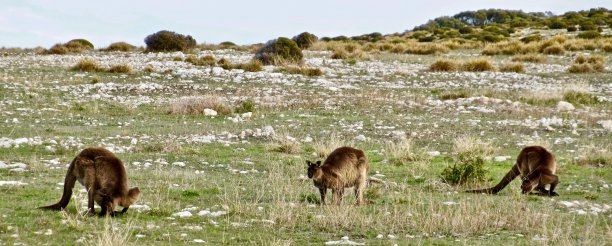 一些袋鼠吃草。图片下载