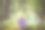 令人难以置信的玩具屋，薰衣草的颜色与铭文的标志，背景是一个精灵森林。概念温馨的家，温馨的世界。图片下载